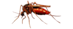 logotipo de gnats