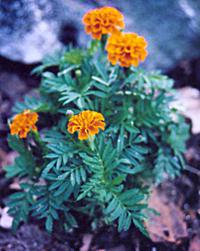 *** An image of four Marigolds ***